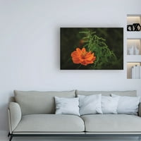 Марка изобразително изкуство 'оранжево и зелено' платно изкуство от Курт Шафър фотографии