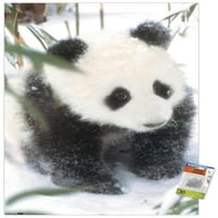 Животни - панда в стената плакат със сняг щифтове, 22.375 34