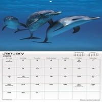 Тенденции Международен Календар За Океански Живот